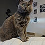 cat, gray_cat, pet, feline, indoor, cozy, blanket, curious, alert, portrait, whiskers, ears, fur, home, wall_photos, framed_photos, living_room, mammal, animal, sitting