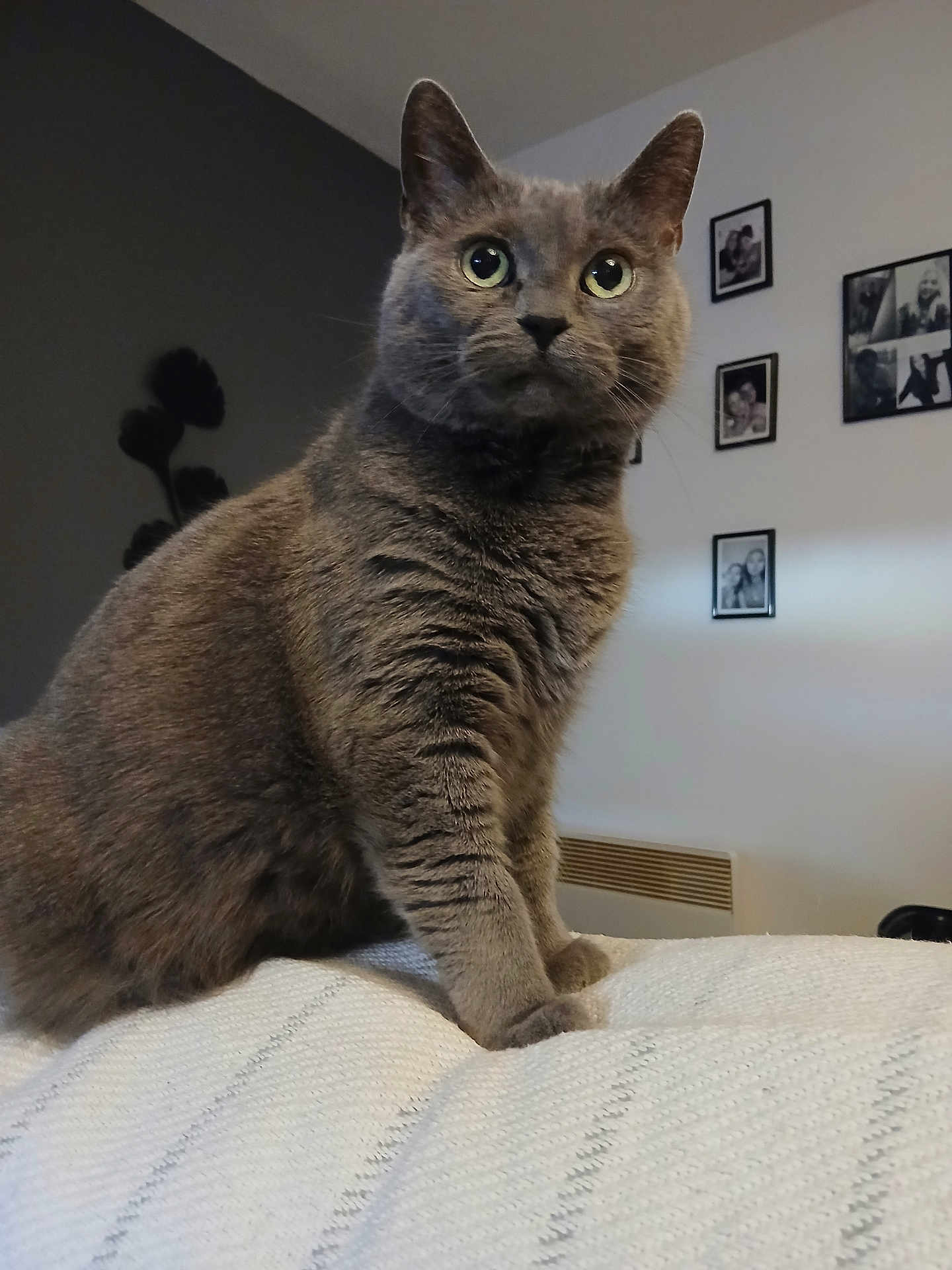 Mistigris participe au concours pour gagner de l'argent avec cette photo : cat, gray_cat, pet, feline, indoor, cozy, blanket, curious, alert, portrait, whiskers, ears, fur, home, wall_photos, framed_photos, living_room, mammal, animal, sitting