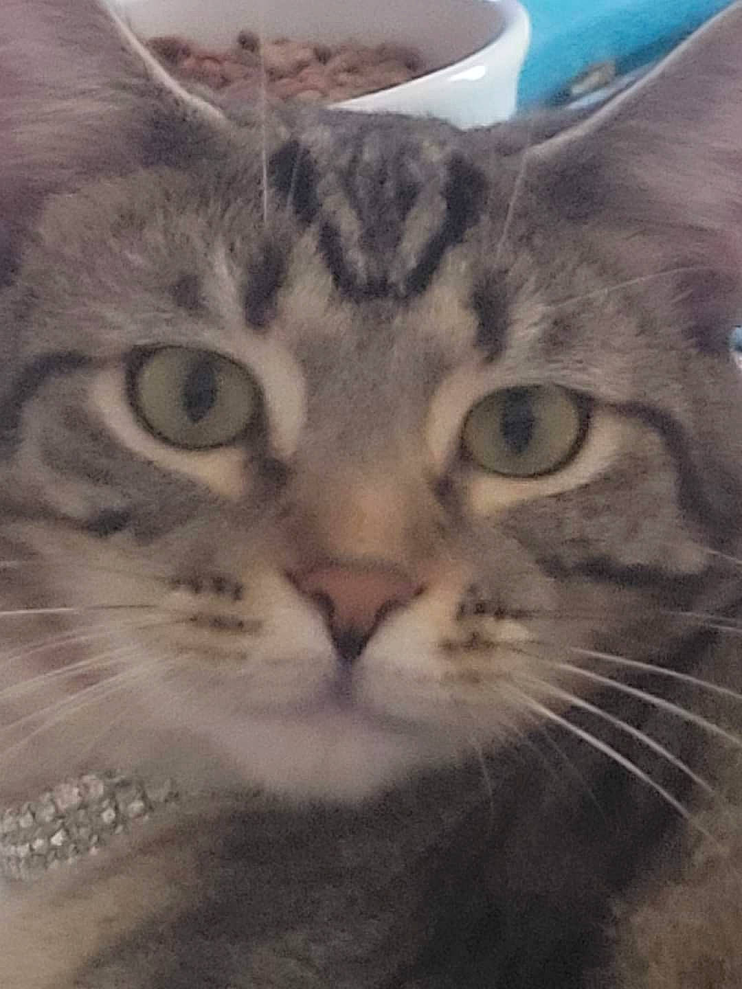 Uno joined the competition — help win amazing prizes! carnivore, cat, domestic_short_haired_cat, felidae, fur, paw, rectangle, small_to_medium_sized_cats, snout, square, terrestrial_animal, whiskers, window