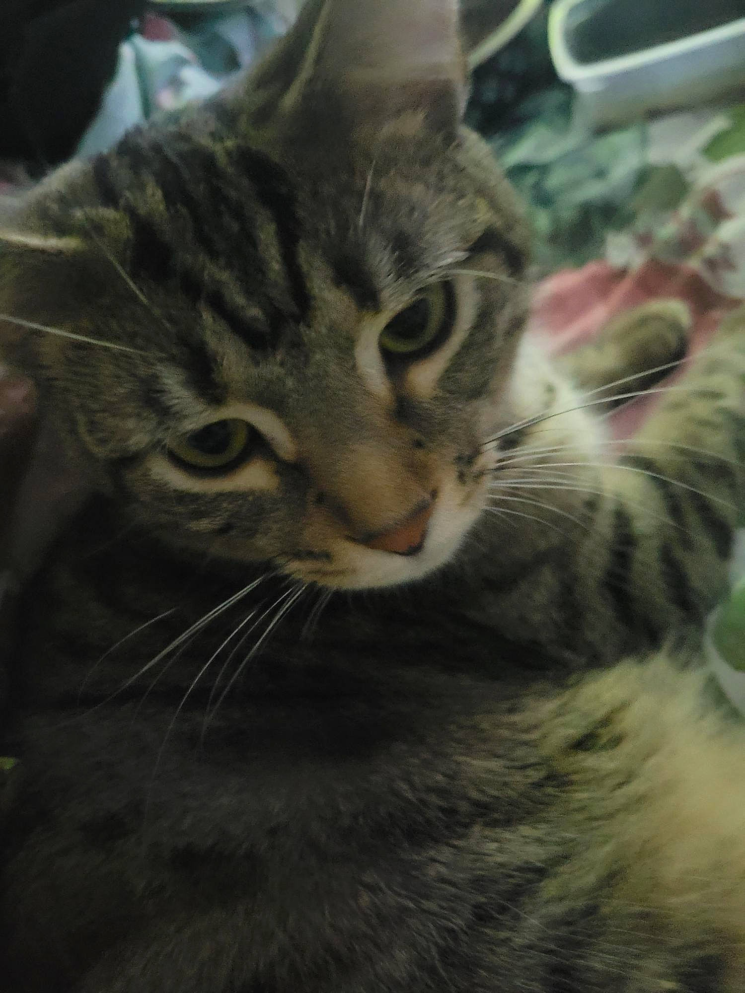 Uno joined the competition — help win amazing prizes! carnivore, cat, claw, close_up, domestic_short_haired_cat, felidae, fur, mammal, paw, sky, small_to_medium_sized_cats, snout, terrestrial_animal, whiskers, wildlife