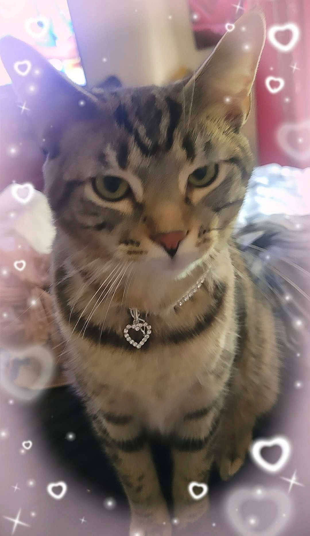 Uno joined the competition — help win amazing prizes! carnivore, cat, claw, domestic_short_haired_cat, event, felidae, fur, iris, pattern, paw, photo_caption, small_to_medium_sized_cats, snout, terrestrial_animal, whiskers