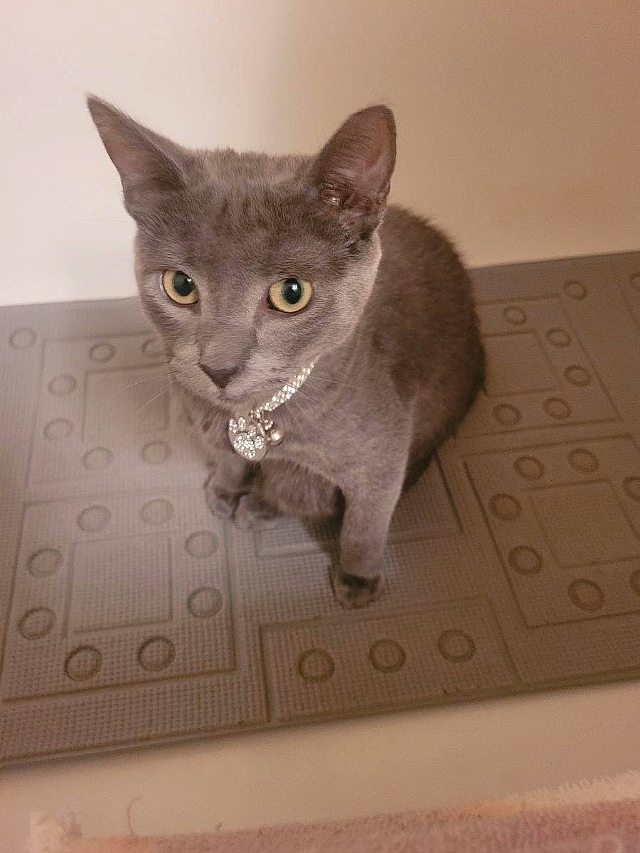 Roscoe joined the competition — help win amazing prizes! carnivore, cat, circle, domestic_short_haired_cat, felidae, flooring, grey, pattern, rectangle, russian_blue, small_to_medium_sized_cats, tail, whiskers