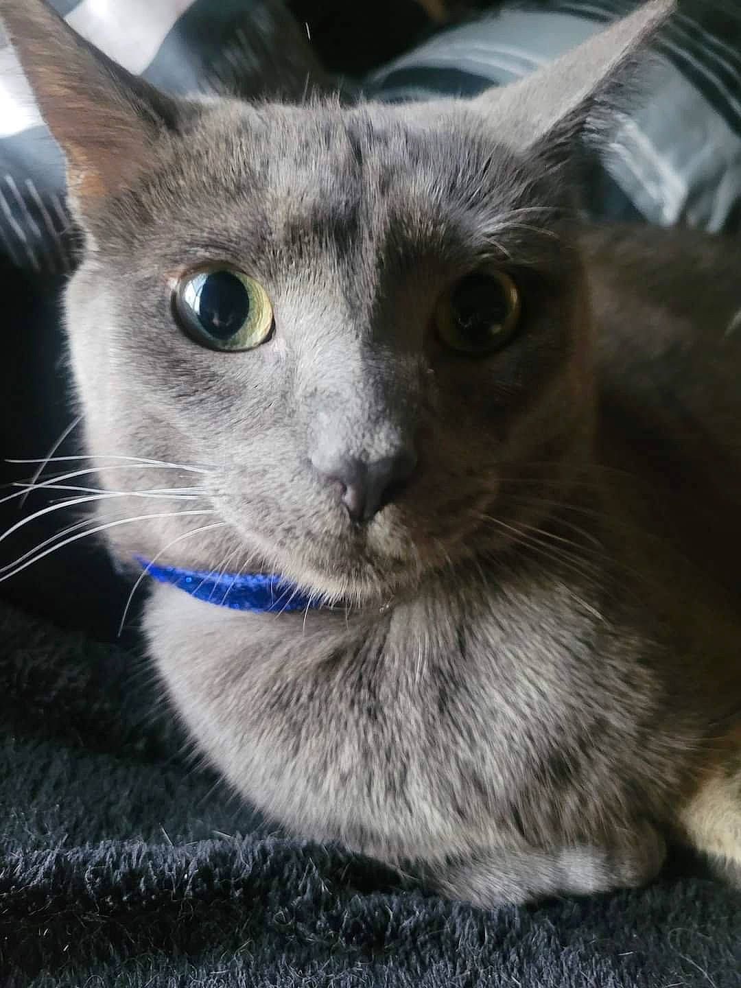 Roscoe is registered to the contest to win money with this photo: box, carnivore, cat, domestic_short_haired_cat, ear, electric_blue, felidae, fur, grey, iris, russian_blue, small_to_medium_sized_cats, snout, terrestrial_animal, whiskers