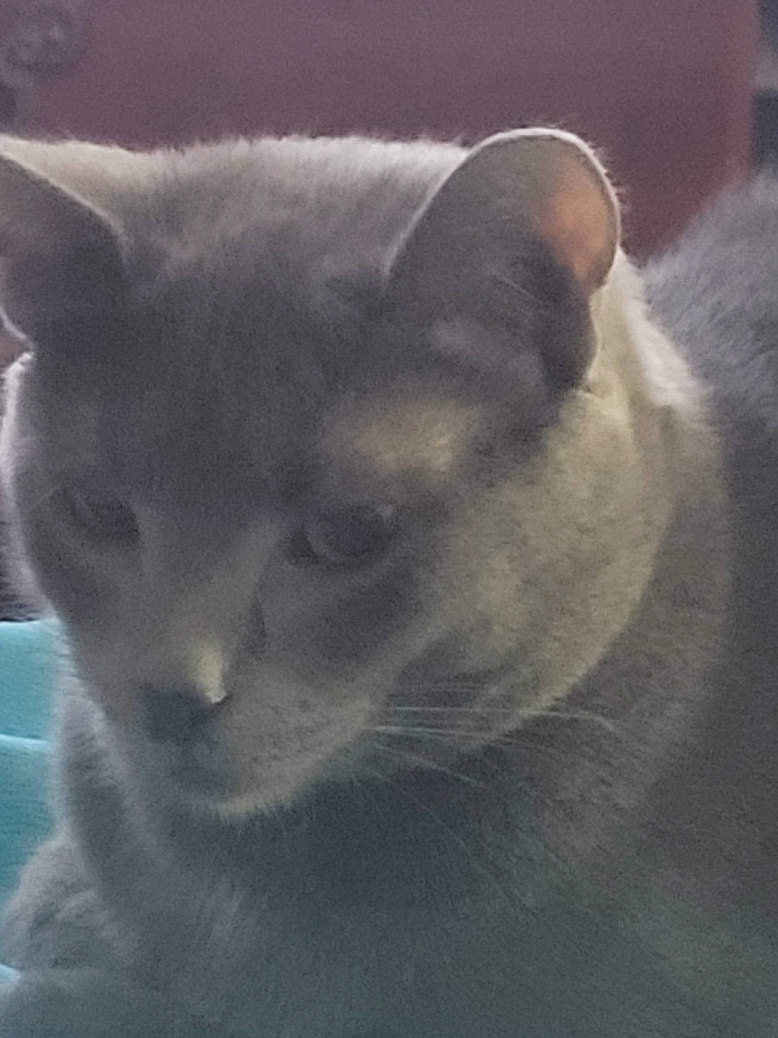 Roscoe joined the competition — help win amazing prizes! carnivore, cat, domestic_short_haired_cat, felidae, fur, russian_blue, small_to_medium_sized_cats, snout, terrestrial_animal, whiskers