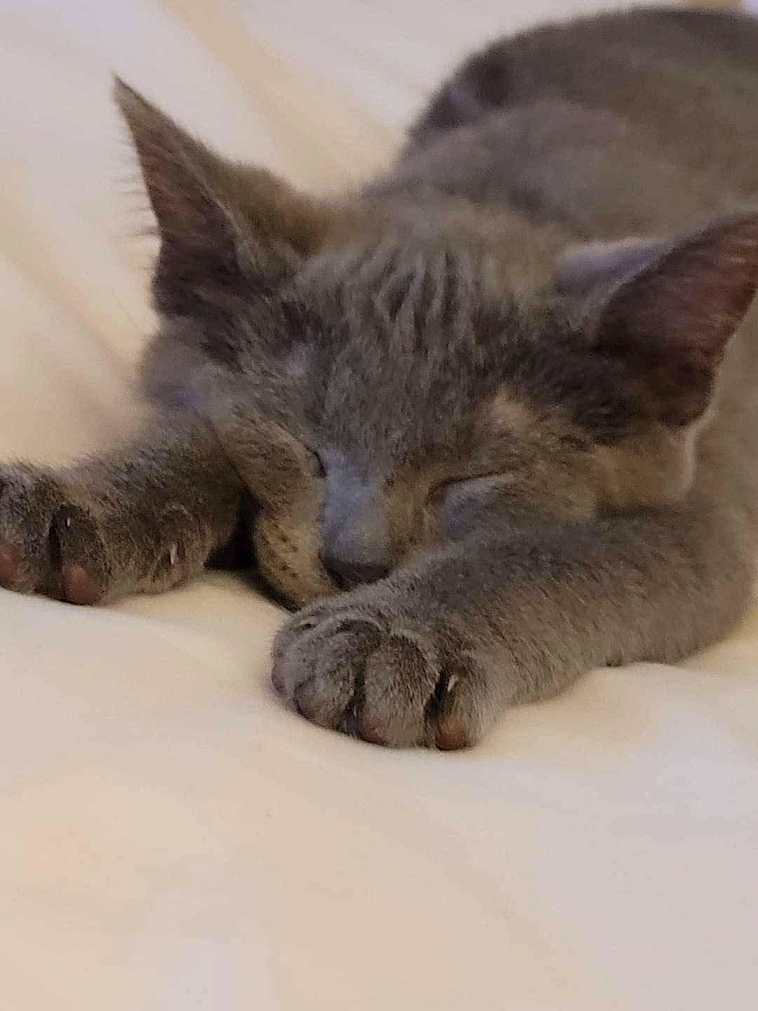 Roscoe is registered to the contest to win money with this photo: carnivore, cat, claw, comfort, domestic_short_haired_cat, eye, fawn, felidae, fur, grey, mammal, nap, paw, sleep, small_to_medium_sized_cats, snout, terrestrial_animal, vertebrate, whiskers, wildlife