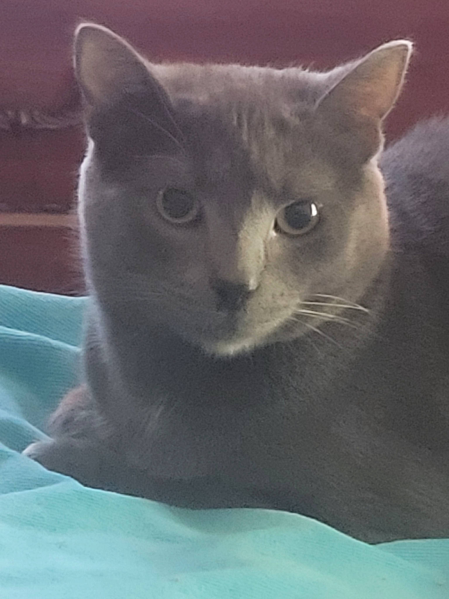 Roscoe is registered to the contest to win money with this photo: carnivore, cat, cat_supply, comfort, domestic_short_haired_cat, felidae, fur, grey, iris, russian_blue, small_to_medium_sized_cats, snout, whiskers, window