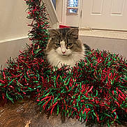 Jade joined the competition — help win amazing prizes! animal, cat, celebration, christmas, decoration, door, festive, floor, fluffy_cat, fur, green, holiday, home_decor, house, indoor, pet, red, tinsel, window, wooden_floor