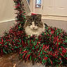 animal, cat, celebration, christmas, decoration, door, festive, floor, fluffy_cat, fur, green, holiday, home_decor, house, indoor, pet, red, tinsel, window, wooden_floor