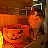 Jade joined the competition — help win amazing prizes! candy, cat, cozy, cute, decor, dressing_table, feline, festive, fluffy, glowing, halloween, holiday, humor, indoor, orange_light, pet, pumpkin, seasonal, sign, wooden_surface
