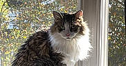 Jade joined the competition — help win amazing prizes! animal, calm, cat, cute, daylight, domestic, feline, fluffy, fur, greenery, houseplant, indoor, nature, pet, portrait, relaxed, sitting, sunlight, window, windowsill