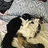Jade joined the competition — help win amazing prizes! animal, bed, black_and_white_cat, blanket, cat, cats, cozy, cuddling, fluffy, fur, indoor, patterned_pillow, pet, pile_of_clothes, pillow, resting, sleeping, soft, tabby_cat, tail