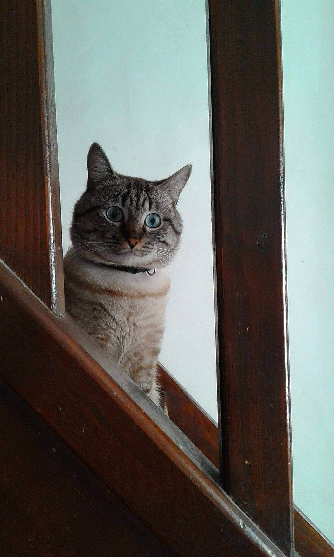 Kenzo a rejoint le concours — aidez-le/la à gagner de superbes lots ! carnivore, cat, domestic_short_haired_cat, door, fawn, felidae, fur, grey, hardwood, mammal, sitting, small_to_medium_sized_cats, stairs, tail, terrestrial_animal, vertebrate, whiskers, wildlife, window, wood
