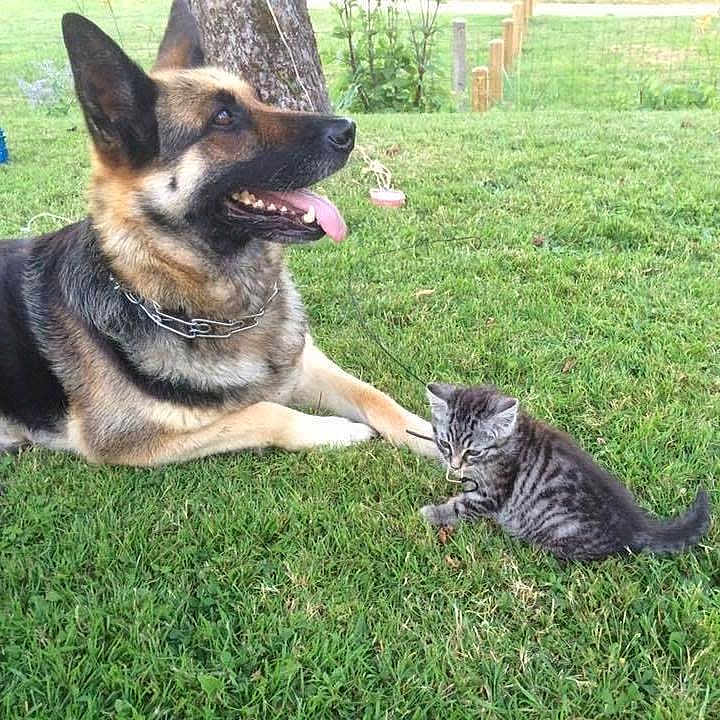 ébène participe au concours pour gagner de l'argent avec cette photo : dog, german_shepherd, kitten, cat, grass, tree, outdoor, pet, animal, nature, playful, companions, young_cat, canine, fur, collar, tongue_out, relaxed, curious, greenery