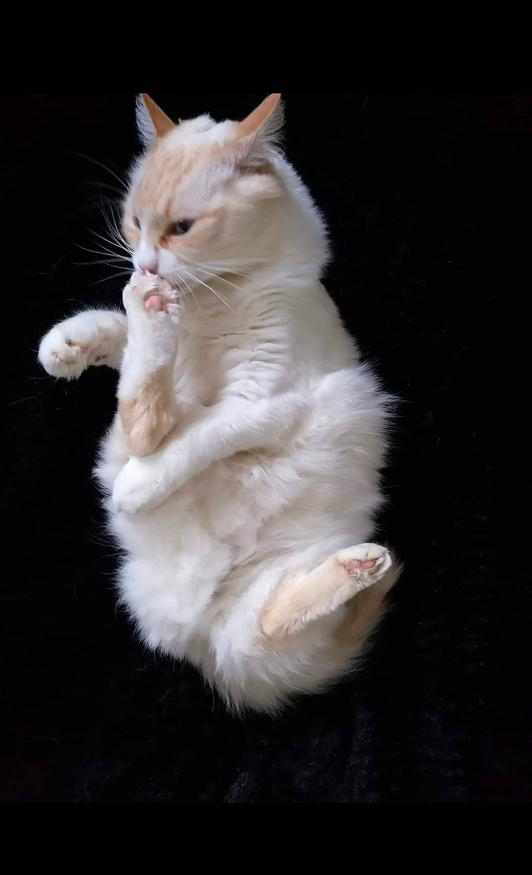 Gadsby a rejoint le concours — aidez-le/la à gagner de superbes lots ! art, carnivore, cat, claw, darkness, fawn, felidae, fur, paw, small_to_medium_sized_cats, snout, tail, whiskers, wood