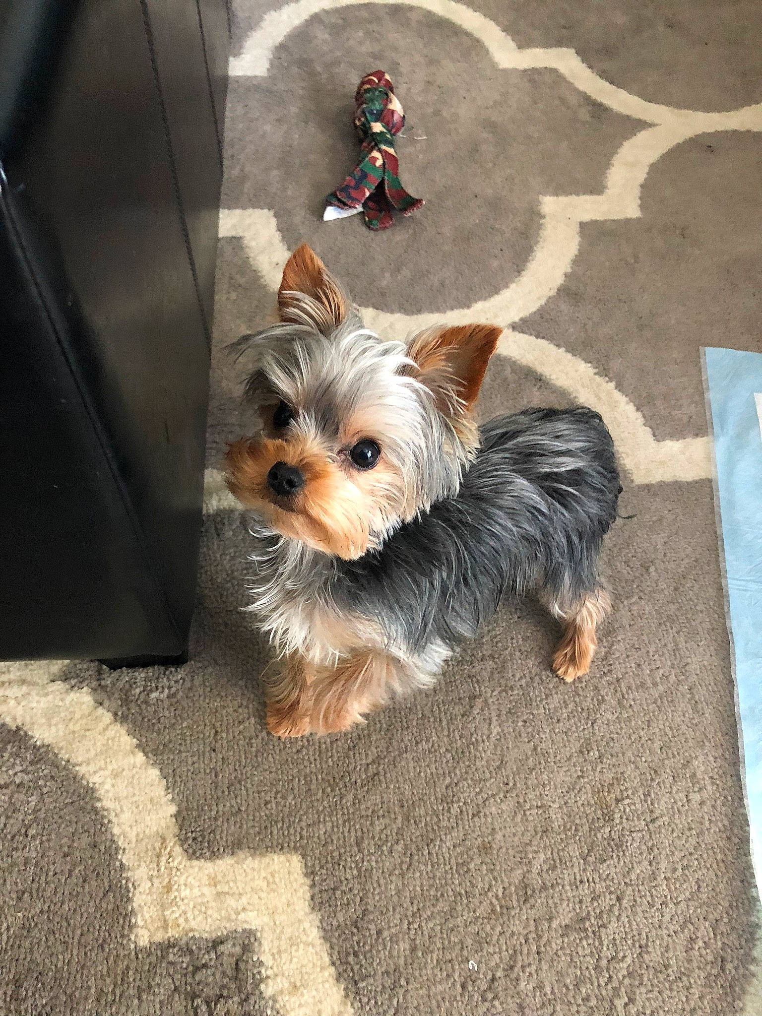 Angel is registered to the contest to win money with this photo: asphalt, biewer_terrier, canidae, carnivore, companion_dog, dog, dog_breed, dog_clothes, dog_supply, fashion_accessory, fawn, fur, road_surface, small_terrier, snout, sporting_group, terrier, toy_dog, yorkipoo, yorkshire_terrier