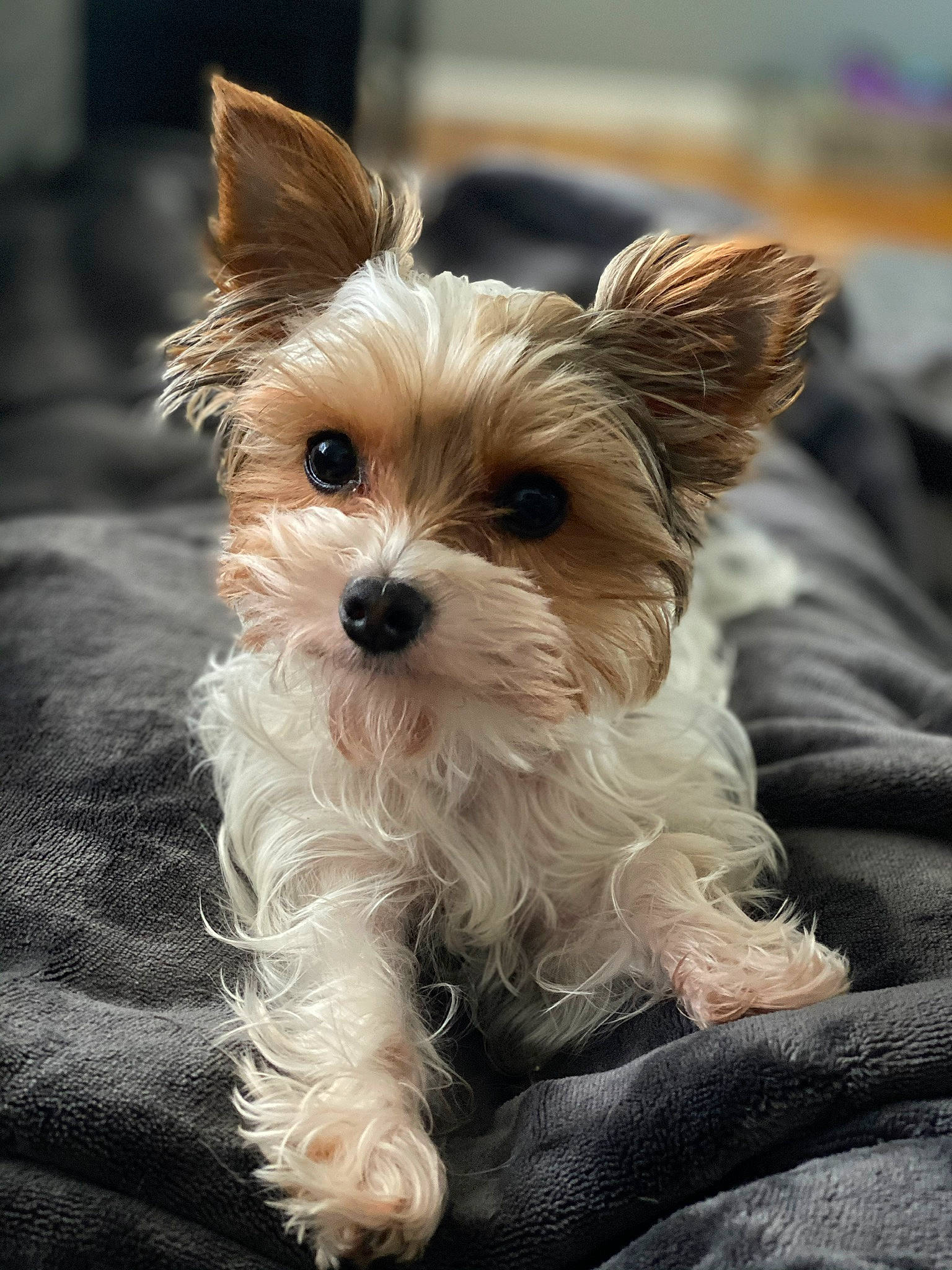 Daisy Mae joined the competition — help win amazing prizes! biewer_terrier, canidae, carnivore, close_up, companion_dog, dog, dog_breed, dog_supply, fawn, fur, maltepoo, mammal, scottish_terrier, small_terrier, snout, sporting_group, terrestrial_animal, terrier, toy_dog, working_animal