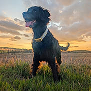 Doodle is registered to the contest to win money with this photo: dog, black_dog, grass, field, sunset, clouds, collar, tongue_out, outdoor, nature, sunlight, fur, happy, pet, canine, sky, landscape, animal, backlit, playful