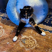 Ninja joined the competition — help win amazing prizes! animal, blue_cat_bed, calico_cat, cat, cat_bed, cat_toy, cozy, cute, domestic, furniture, home, indoor, patterned_rug, pet, playful, relaxed, rug, stretching, toy, wood_floor