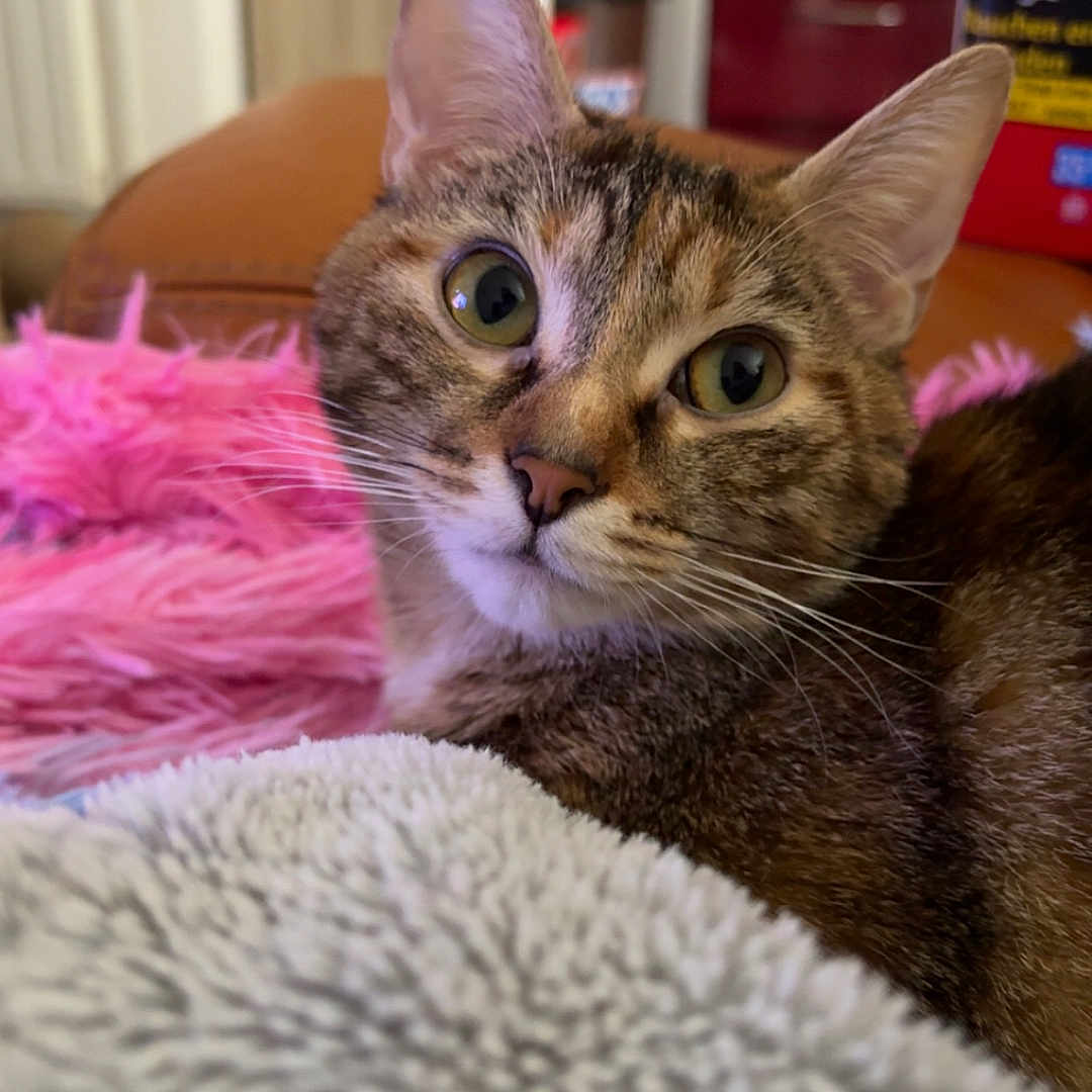 Vénus a rejoint le concours — aidez-le/la à gagner de superbes lots ! abyssinian, accessories, animal, appliance, blanket, cat, couch, device, electricaldevice, featherboa, furniture, homedecor, kitten, manx, microwave, oven, pet, purple, shelf, siamese