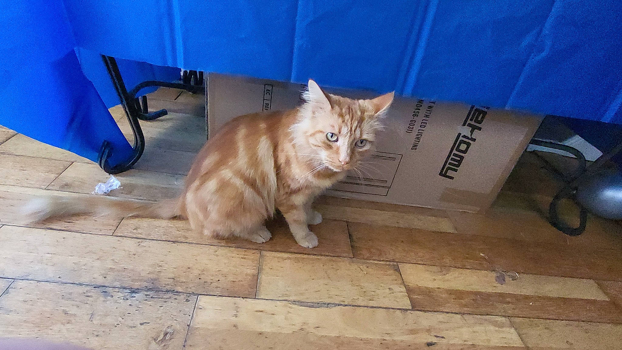 Bell is registered to the contest to win money with this photo: carnivore, cat, chair, comfort, domestic_short_haired_cat, electric_blue, eye, fawn, felidae, floor, flooring, fur, paw, road_surface, small_to_medium_sized_cats, snout, tail, terrestrial_animal, whiskers, wood