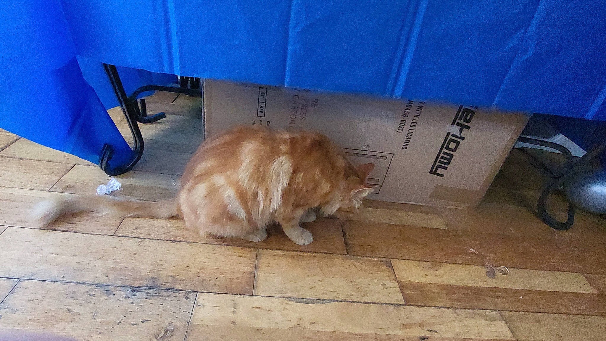 Bell joined the competition — help win amazing prizes! canidae, carnivore, companion_dog, dog, dog_breed, fawn, felidae, floor, flooring, fur, hardwood, liver, pet_supply, small_to_medium_sized_cats, snout, sporting_group, tail, toy_dog, whiskers, wood