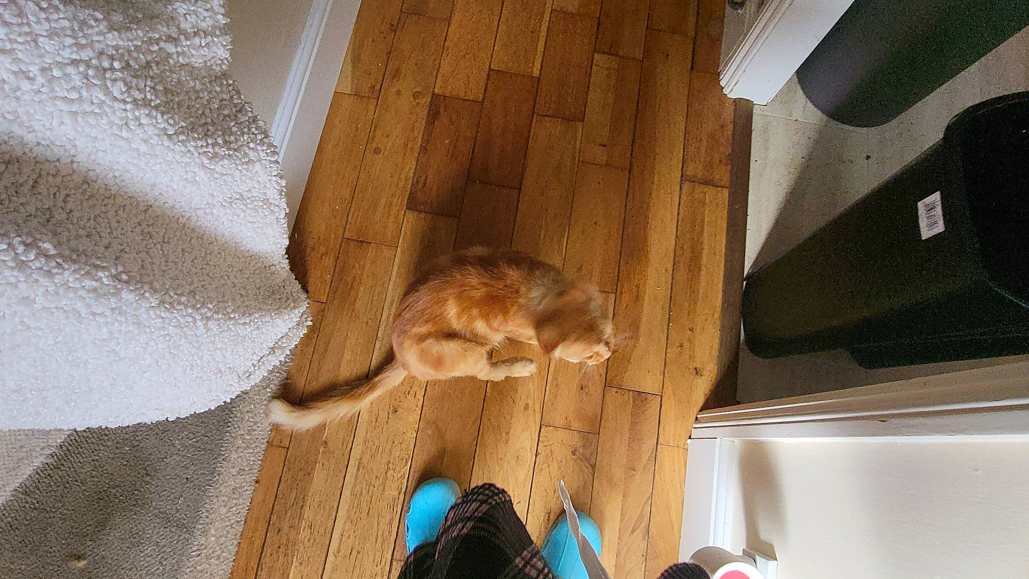 Bell joined the competition — help win amazing prizes! brown, carnivore, cat, ceiling, comfort, domestic_short_haired_cat, fawn, felidae, floor, flooring, fur, hardwood, plywood, room, small_to_medium_sized_cats, sporting_group, tail, whiskers, wood, wood_stain