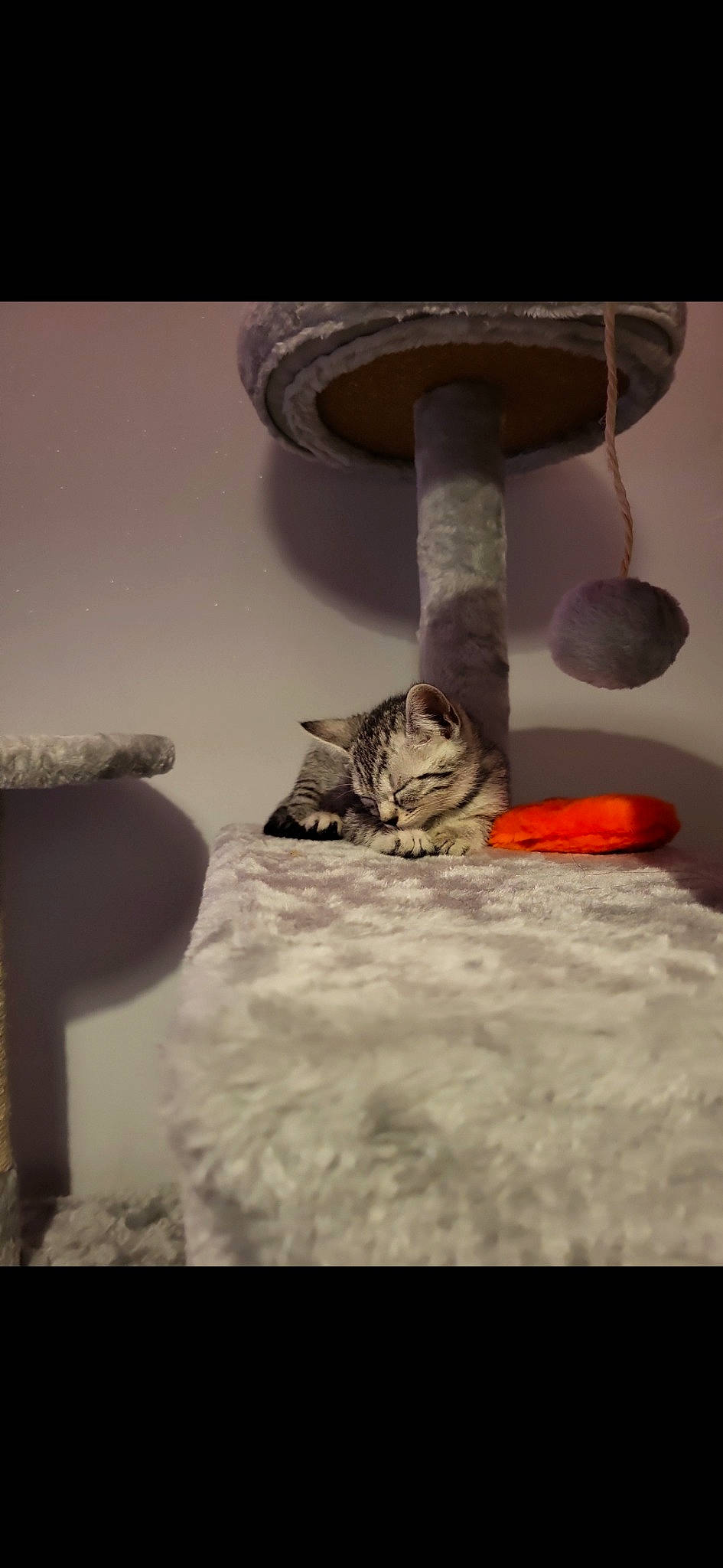 Cleo is registered to the contest to win money with this photo: carnivore, cat, cat_supply, ceiling, domestic_short_haired_cat, felidae, freezing, fur, grey, light_fixture, lighting_accessory, pet_supply, room, small_to_medium_sized_cats, still_life_photography, tail, whiskers, winter, wood