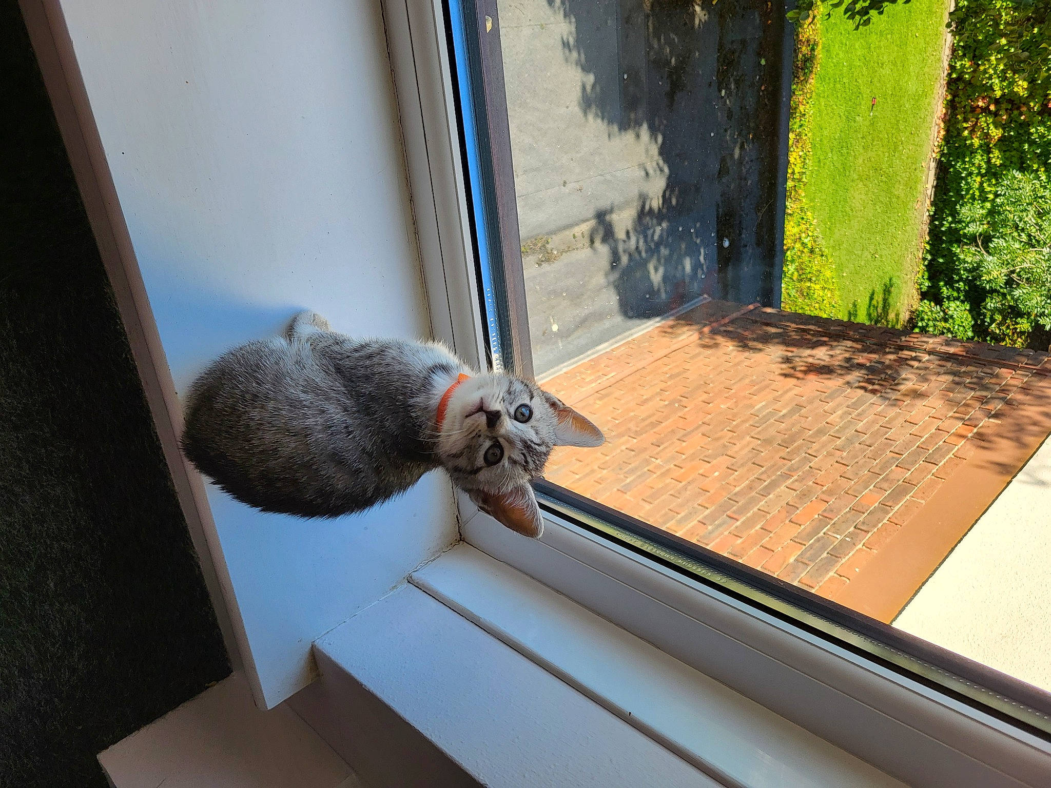 Cleo joined the competition — help win amazing prizes! comfort, daylighting, door, flooring, fur, hardwood, metal, plant, room, stairs, tail, terrestrial_animal, whiskers, window, wood