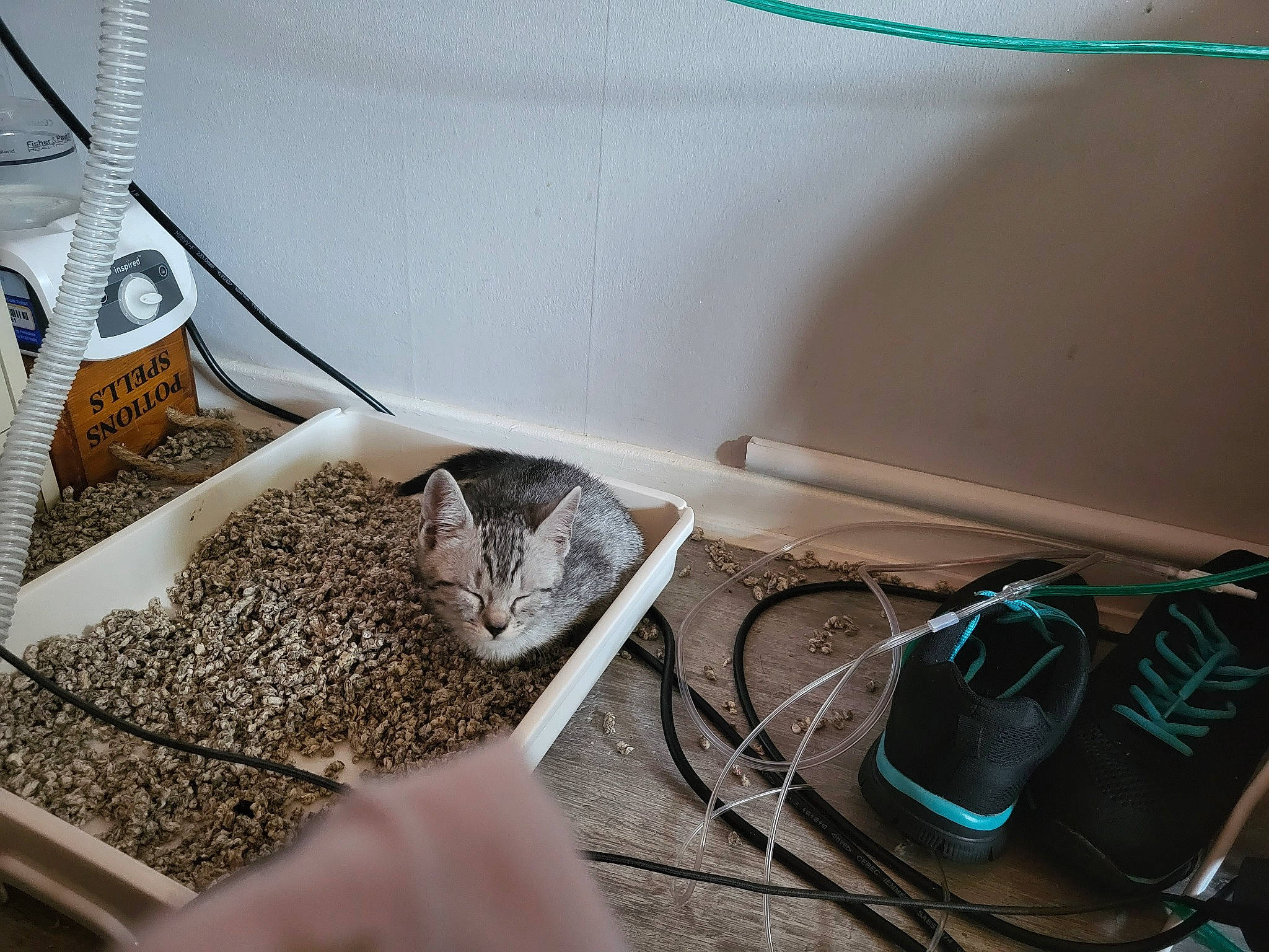 Cleo is registered to the contest to win money with this photo: audio_equipment, backpack, bag, baggage, cable, comfort_food, cuisine, dish, electrical_supply, electrical_wiring, event, gadget, gas, herb, ingredient, luggage_and_bags, room, soil, vehicle_door, wire