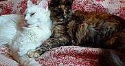 Shanelle participe au concours pour gagner de l'argent avec cette photo : cat, cats, feline, pet, pets, white_cat, tortoiseshell_cat, bed, blanket, cozy, resting, snuggling, animal, fur, cute, domestic_animal, indoor, companion, relaxing, two_cats