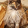 Shanelle a rejoint le concours — aidez-le/la à gagner de superbes lots ! cat, fluffy, long_hair, yellow_eyes, sitting, indoor, rug, patterned_rug, paper_bag, feline, pet, close_up, portrait, fur, whiskers, tabby, domestic_cat, animal, cute, relaxed