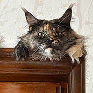 Shanelle participe au concours pour gagner de l'argent avec cette photo : cat, tortoiseshell, fluffy, green_eyes, wooden_cabinet, indoor, pet, animal, curious, feline, ears, whiskers, paws, resting, looking_down, closeup, domestic_cat, household, furniture, portrait