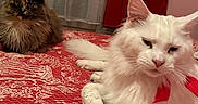 Snow a rejoint le concours — aidez-le/la à gagner de superbes lots ! cat, white_cat, tortoiseshell_cat, bed, red_bedspread, indoor, pet, feline, fluffy, resting, curtains, cozy, animal, mammal, domestic_animal, two_cats, lying_down, relaxed, fur, whiskers