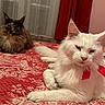 cat, white_cat, tortoiseshell_cat, bed, red_bedspread, indoor, pet, feline, fluffy, resting, curtains, cozy, animal, mammal, domestic_animal, two_cats, lying_down, relaxed, fur, whiskers