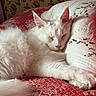 animal, bed, cat, closeup, cozy, cute, domestic_cat, embroidery, feline, fluffy, indoor, patterned_bedspread, peaceful, pet, pillow, quiet, resting, sleeping, soft, white_cat