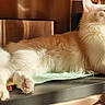 animal, cat, countertop, cozy, domestic_animal, feline, fluffy, household, indoor, kitchen, laying_down, long_hair, paw, pet, relaxed, resting, sunlight, table, whiskers, white_cat