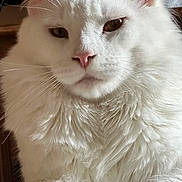 Snow participe au concours pour gagner de l'argent avec cette photo : cat, white_cat, fluffy, pink_nose, pet, animal, feline, close_up, indoor, portrait, fur, whiskers, ears, face, cute, relaxed, mammal, domestic_animal, furry, sleepy