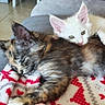 Snow participe au concours pour gagner de l'argent avec cette photo : kitten, cat, sleeping, cuddling, feline, pet, cute, indoor, blanket, fur, closeup, resting, cozy, animal, adorable, young, domestic, comfort, relaxing, soft