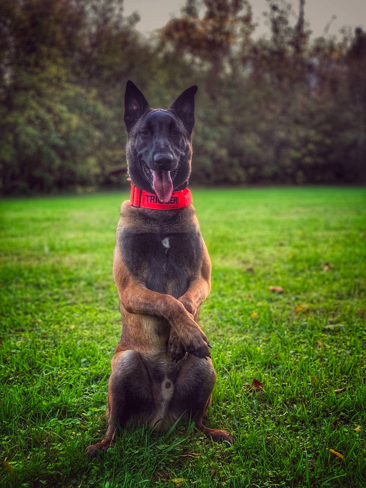 Trigger is registered to the contest to win money with this photo: art, canidae, carnivore, companion_dog, dog, dog_breed, fawn, felidae, grass, grassland, guard_dog, plant, small_to_medium_sized_cats, snout, sporting_group, tail, terrestrial_animal, tree, whiskers, working_animal