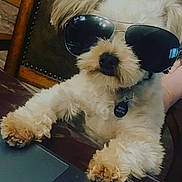 Brody joined the competition — help win amazing prizes! dog, sunglasses, laptop, table, indoor, fluffy, pet, cool, technology, paw, chair, wood, fur, accessory, animal, domestic, computer, funny, casual, portrait
