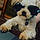 Brody