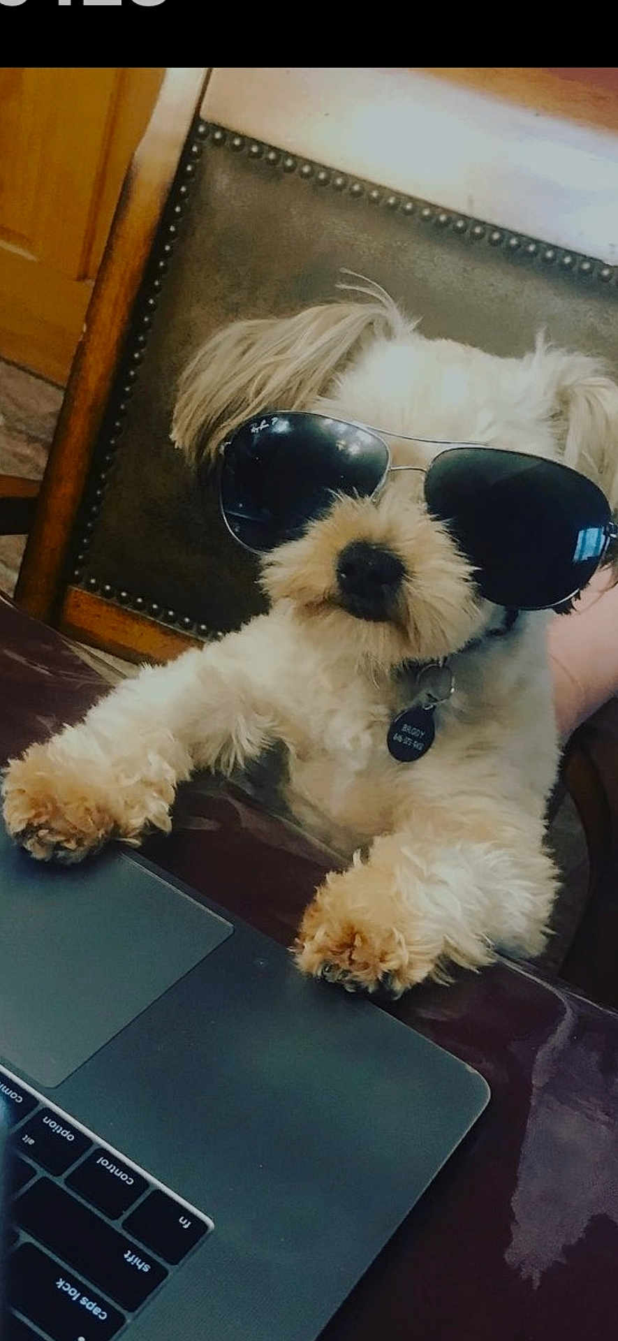 Brody