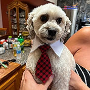 Shaggy is registered to the contest to win money with this photo: dog, pet, tie, collar, hand, kitchen, cabinet, bottle, countertop, fur, cute, indoor, portrait, animal, domestic, friendly, groomed, holding, person, table