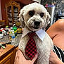 dog, pet, tie, collar, hand, kitchen, cabinet, bottle, countertop, fur, cute, indoor, portrait, animal, domestic, friendly, groomed, holding, person, table