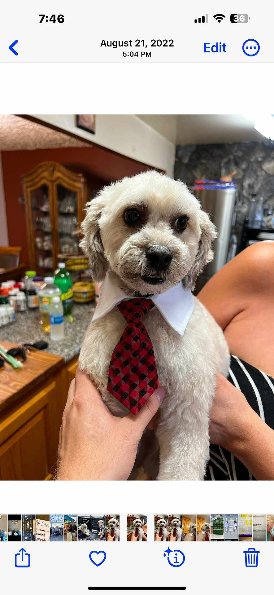 Shaggy is registered to the contest to win money with this photo: dog, pet, tie, collar, hand, kitchen, cabinet, bottle, countertop, fur, cute, indoor, portrait, animal, domestic, friendly, groomed, holding, person, table