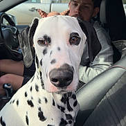 Bailey Dunn joined the competition — help win amazing prizes! dalmatian, dog, car, person, seat, black_spots, white_fur, interior, window, side_mirror, steering_wheel, casual_clothing, man, pet, portrait, animal, close_up, daylight, vehicle, transport