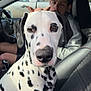 dalmatian, dog, car, person, seat, black_spots, white_fur, interior, window, side_mirror, steering_wheel, casual_clothing, man, pet, portrait, animal, close_up, daylight, vehicle, transport