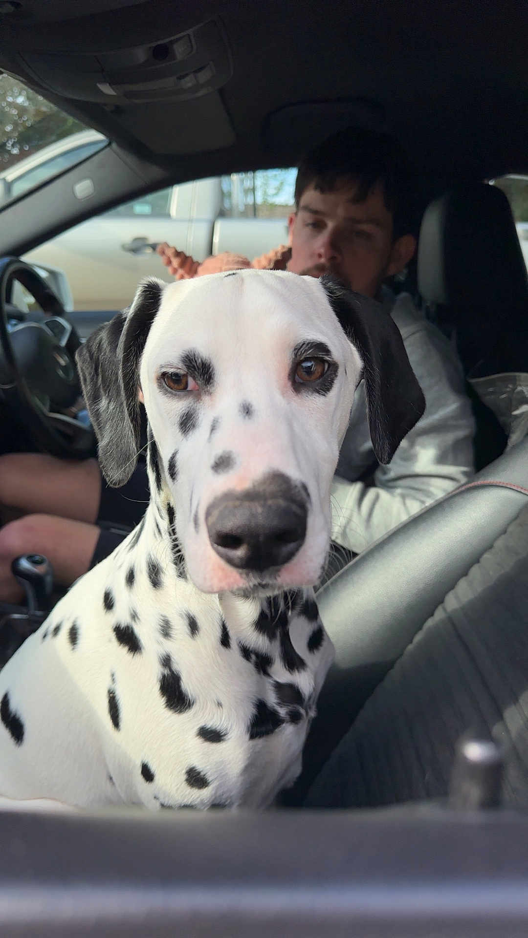 Bailey Dunn joined the competition — help win amazing prizes! dalmatian, dog, car, person, seat, black_spots, white_fur, interior, window, side_mirror, steering_wheel, casual_clothing, man, pet, portrait, animal, close_up, daylight, vehicle, transport