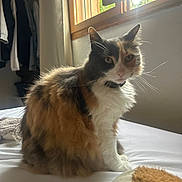 Minette a rejoint le concours — aidez-le/la à gagner de superbes lots ! cat, calico_cat, fluffy, indoor, bed, window, sunlight, curtains, clothes, hanging_clothes, furniture, pet, animal, fur, whiskers, relaxed, domestic, cozy, home, soft_light