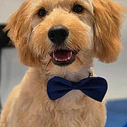 Teddy is registered to the contest to win money with this photo: dog, bow_tie, fluffy, cute, pet, animal, portrait, indoor, smiling, friendly, canine, fur, adorable, groomed, face, eyes, nose, mouth, ears, sitting